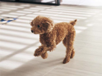 暮らしのヒント集「小型犬が走ってもすべりにくい床」公開
